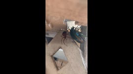 Spider catches a horsefly in its web