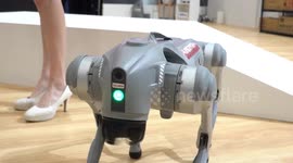 Intelligent Asia 2024 in Taipei, The robot dogs, Luffy and Nami [solomon] 1