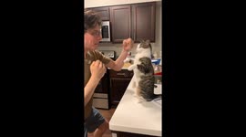 Playful cat shows off impressive boxing skills with her owner