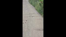 Bird flock deftly dodges hasty weasel in comical road showdown