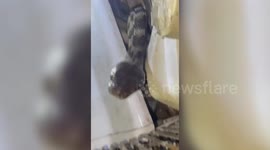 Startling! Forsten’s cat snake rescued from fan western India