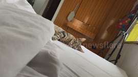 Cat appears lifeless before waking up in a funny moment in Port Harcourt, Nigeria