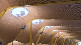 Madrid Barajas Airport Terminal 4: Stunning Architecture with Bamboo Roof Design & Daily Travel Scenes