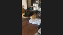 German Shepard gets the zoomies and slides and jumps and falls down