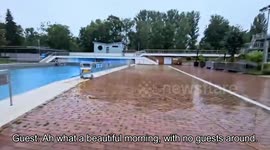 Germany: Two Wild Boars Splash Around In Public Swimming Pool To Beat The Summer Heat