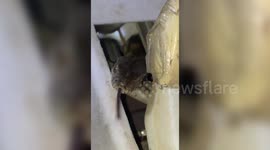 India: Forsten’s cat snake rescued from fan in western India