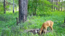 Russia: Siberian Roe Deer Swats Insects With Ears In Fight For Salty Treats