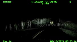 USA: Three Bison Escape from Connecticut Farm, Four Return with a New Addition