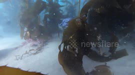 USA: Adorable Harbor Seal Encounters: A Dive into the 