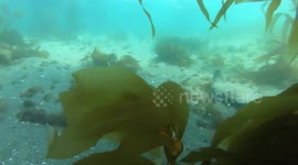 USA: Graceful Bat Rays in Action at Santa Cruz Island