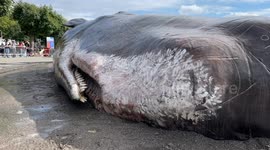 Switzerland: A stranded whale on the Zurich lake shore in Zurich