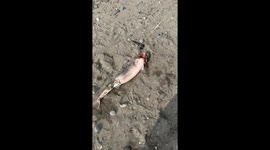 i accidentally caught a pregnant shark in rural alaska!