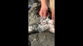 this is a video of when i was getting the baby sharks out of their mom after she swallowed the hook and died. i didnt purposely catch the shark or harm it. it was an accident and i was just trying to help the babies. i thought it was cool and that not man