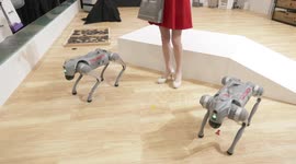 Intelligent Asia 2024 in Taipei, The robot dogs, Luffy and Nami [solomon] 2