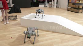 Intelligent Asia 2024 in Taipei, The robot dogs, Luffy and Nami [solomon] 4