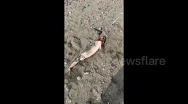 Angler rescues and releases babies after accidentally catching pregnant shark