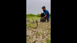 Four snakes stand in front of a person in Rajsamand