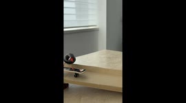 Bird skates on mini board and picks candy toy for treats in Tokyo