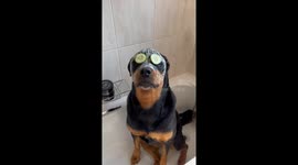 Dog enjoys spa moment with cucumbers in Lusaka, Zambia