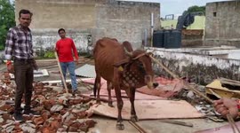 Cow rescued after wandering up to roof of house in central India