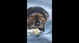 Beaver munches on lettuce in Prague's Vltva river during summer