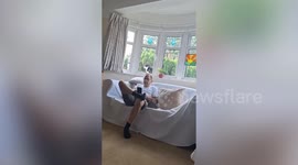 Cat falling after trying to walk backwards through a window