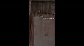 Never before had I seen such a tailed lizard, its light was like a miracle that had never been seen before.