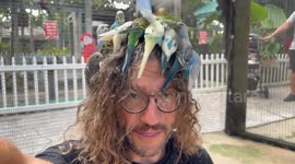 Man swarmed by colourful parakeets during trip to petting zoo in Florida