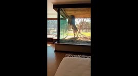 Hotel has epic rooms where residents can see lions from own bed