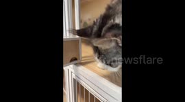 China: The cat owner put a Batman headgear on his Maine Coon cat