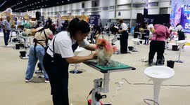 Pet Expo in Bangkok attracts many types of animal to meet or show-off.