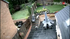 Girl takes a tumble while protecting her garden from a neighbor's intrusive dog