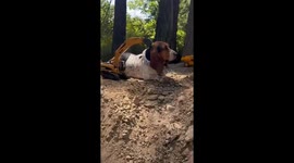 Dog enjoys neck scratch from excavator toy in Orcas Island, Washington