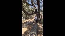 Leopard Jumps off fence near visitors at Nkuhlu Picnic Site, Kruger National Park, South Africa