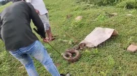 Python rescued after being discarded in drain amidst brutal attack in central India