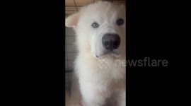 China: Which One of You Did This