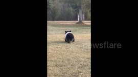 China: Lovely Bear Cub Walking on the Grass