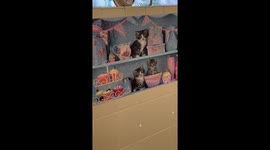 Whimsical Bathroom Decor