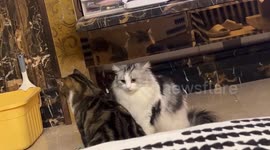 China: Ragdoll Cat’s Hit & Run