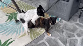 Tiny humpy dog doesn't know it's a cat!