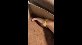 Chinese golden hamster buries itself in soil