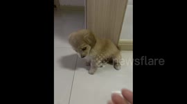 China: A Cute Puppy Is Learning to Shake Hands