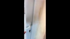 Two curious sheep were found having a great time in the conservatory