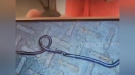 Toddler mistakes snake for chewy toy and bites it to death