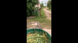 Farm dog’s jump on the silage basket results in the basket tripping 