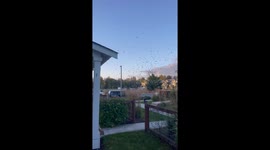 Crows Congregate in Neighborhood