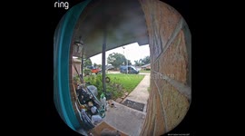 Delivery Driver Is Wary of Friendly Feline