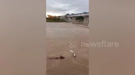 Locals seen throwing cows into river in India