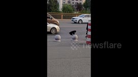 Playful dog delights pedestrians by hoping on and off stone pillars during walk