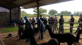 Owner of alpaca Geronimo 'executed' by Defra demands justice from Keir Starmer